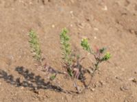 Alyssum alyssoides Käglinge hästbacke, Malmö, Skåne, Sweden 20180610_0009