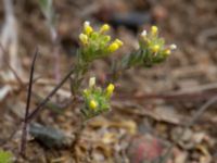 Alyssum alyssoides Käglinge hästbacke, Malmö, Skåne, Sweden 20190503_0032