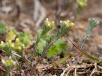 Alyssum alyssoides Käglinge hästbacke, Malmö, Skåne, Sweden 20190503_0034