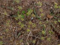 Alyssum alyssoides Käglinge hästbacke, Malmö, Skåne, Sweden 20190503_0036