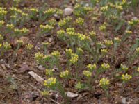 Alyssum alyssoides Käglinge hästbacke, Malmö, Skåne, Sweden 20190503_0040