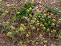 Alyssum alyssoides Käglinge hästbacke, Malmö, Skåne, Sweden 20190503_0041