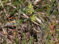 Alyssum alyssoides Vitemölla strövområde, Simrishamn, Skåne, Sweden 20150503_0113