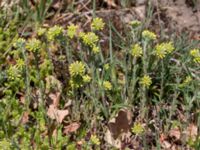 Alyssum alyssoides Vitemölla strövområde, Simrishamn, Skåne, Sweden 20150503_0123