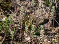 Alyssum alyssoides Vitemölla strövområde, Simrishamn, Skåne, Sweden 20160606_0162