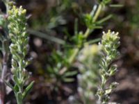 Alyssum alyssoides Vitemölla strövområde, Simrishamn, Skåne, Sweden 20160606_0164