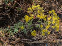 Alyssum murale Bornholmsgatan, Ystad, Skåne, Sweden 20180715_0001