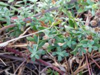 Alyssum murale Bornholmsgatan, Ystad, Skåne, Sweden 20180715_0003