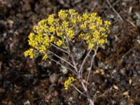 Alyssum murale Bornholmsgatan, Ystad, Skåne, Sweden 20180715_0019