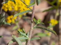 Alyssum murale Pendlarparkeringen Vellinge samhälle, Vellinge, Skåne, Sweden 20230615_0044