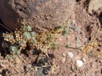 Alyssum tortuosum Demergy, Crimea, Russia 20150918_0026-1