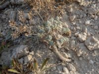 Alyssum tortuosum Olenovka, Crimea, Russia 20150911_0168