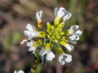 Arabidopsis suecica Horna, Kristianstad, Skåne, Sweden 20160505_0174