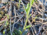 Arabidopsis suecica Horna, Kristianstad, Skåne, Sweden 20160505_0176