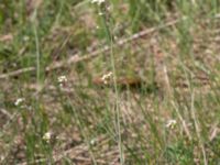 Arabidopsis suecica Lyngsjö hed, Kristianstad, Skåne, Sweden 20160508_0069