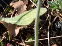 Arabidopsis suecica Lyngsjö hed, Kristianstad, Skåne, Sweden 20160508_0070