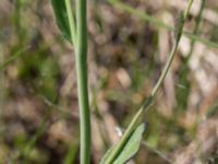 Arabidopsis suecica Lyngsjö hed, Kristianstad, Skåne, Sweden 20160508_0075