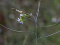 Arabidopsis thaliana Borrebecke, Malmö, Skåne, Sweden 20150530_0047