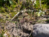 Arabidopsis thaliana Dämmekull, Södra Mellby, Simrishamn, Skåne, Sweden 20170506_0132