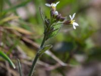 Arabidopsis thaliana Dämmekull, Södra Mellby, Simrishamn, Skåne, Sweden 20170506_0134