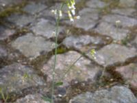 Arabidopsis thaliana Hus 93, Potatisåkern, Malmö, Skåne, Sweden 20200515_0022