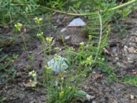 Arabidopsis thaliana Lokstallarna, Malmö, Skåne, Sweden 20160523_IMG_4343