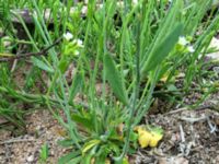 Arabidopsis thaliana Lokstallarna, Malmö, Skåne, Sweden 20160523_IMG_4400