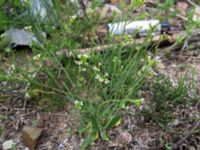 Arabidopsis thaliana Lokstallarna, Malmö, Skåne, Sweden 20160523_IMG_4402