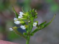 Arabidopsis thaliana Potatisåkern, Malmö, Skåne, Sweden 20160417_0004