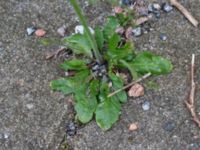 Arabidopsis thaliana Potatisåkern, Malmö, Skåne, Sweden 20160417_0007