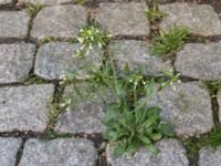 Arabidopsis thaliana Potatisåkern, Malmö, Skåne, Sweden 20190429_3