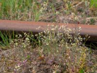 Arabidopsis thaliana Ramsåsa, Tomelilla, Skåne, Sweden 20190501_0016