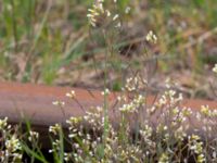 Arabidopsis thaliana Ramsåsa, Tomelilla, Skåne, Sweden 20190501_0017