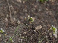 Arabidopsis thaliana Ruderatyta Marsgatan, Malmö, Skåne, Sweden 20220615_0038