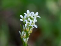 Arabis hirsuta Halltorps Hage, Borgholm, Öland, Sweden 20170525_0346