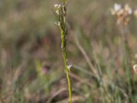 Arabis hirsuta var. glaberrima Mysinge Alvar, Mörbylånga, Öland, Sweden 20170526_0181