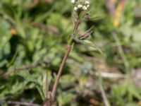 Arabis hirsuta var. hirsuta Byåsabacken, Ramsåsa, Tomelilla, Skåne, Sweden 20170506_0071