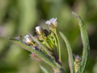 Arabis hirsuta var. hirsuta Byåsabacken, Ramsåsa, Tomelilla, Skåne, Sweden 20170506_0074