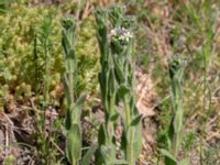 Arabis hirsuta var. hirsuta Hildesborg, Landskrona, Skåne, Sweden 20180509_0010