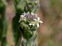 Arabis hirsuta var. hirsuta Hildesborg, Landskrona, Skåne, Sweden 20180509_0011