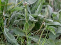 Arabis hirsuta var. hirsuta Hilleshögs dalar, Landskrona, Skåne, Sweden 20160514_0022