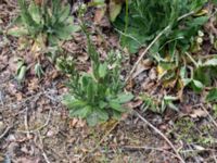 Arabis hirsuta var. hirsuta Tveta reningsverk, Mörbylånga, Öland, Sweden 20170525_0308