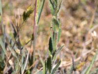 Arabis hirsuta var. hirsuta Vitemölla strövområde, Simrishamn, Skåne, Sweden 20160606_0186