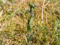 Arabis hirsuta var. hirsuta Vitemölla strövområde, Simrishamn, Skåne, Sweden 20160606_0188