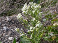 Armoracia rusticana Grodreservatet, Norra hamnen, Malmö, Skåne, Sweden 20160529_0207