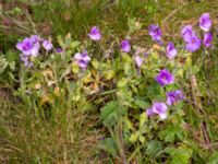 Aubrieta x cultorum Hakvingegatan, Bunkeflostrand, Malmö, Skåne, Sweden 20190424_0020