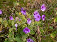 Aubrieta x cultorum Hakvingegatan, Bunkeflostrand, Malmö, Skåne, Sweden 20190424_0021