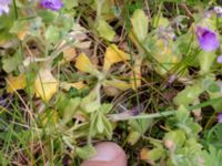 Aubrieta x cultorum Hakvingegatan, Bunkeflostrand, Malmö, Skåne, Sweden 20190424_0022