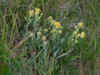 Aurinia saxatilis Holmastigen Ärtholmsvägen, Malmö, Skåne, Sweden 20210502_0102