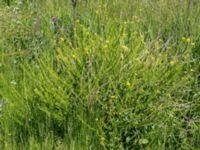 Barbarea stricta Simris strandäng, Simrishamn, Skåne, Sweden 20160606_0022